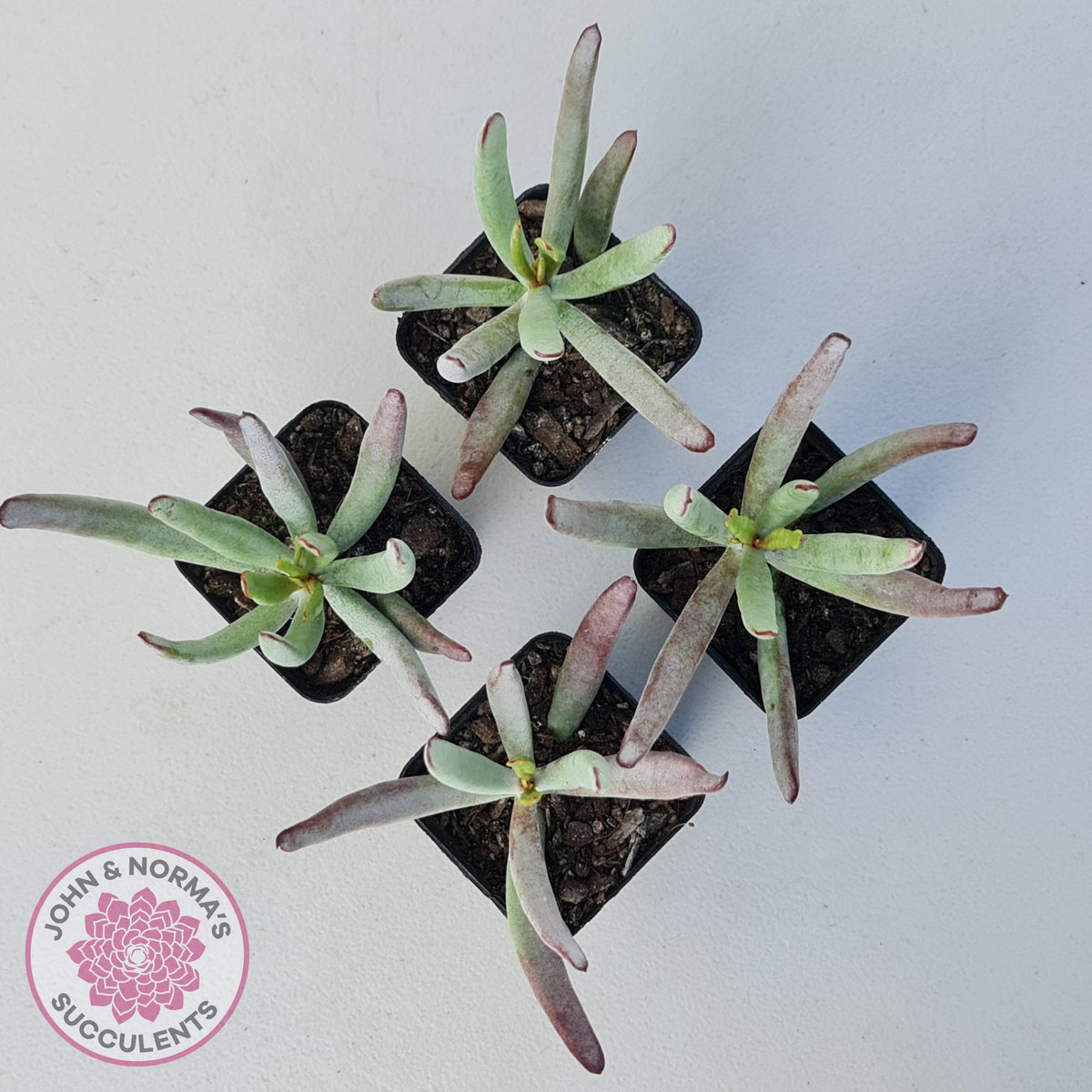 Cotyledon White Sprite