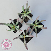 Load image into Gallery viewer, Cotyledon White Sprite - John &amp; Norma&#39;s Succulents Australia
