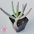 Cotyledon White Sprite