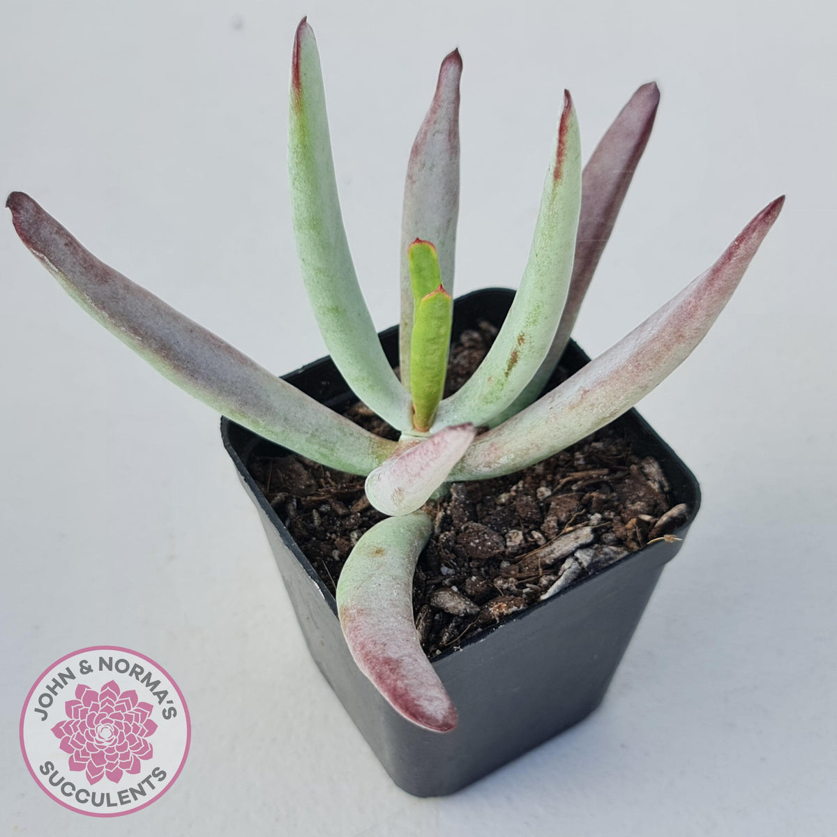 Cotyledon White Sprite