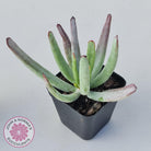 Cotyledon White Sprite