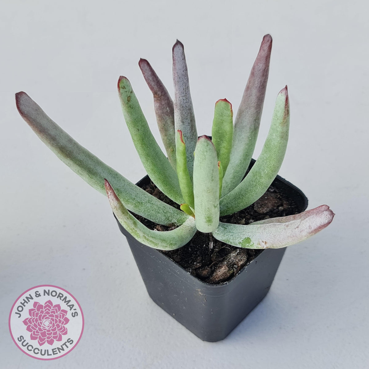Cotyledon White Sprite