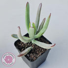 Cotyledon White Sprite
