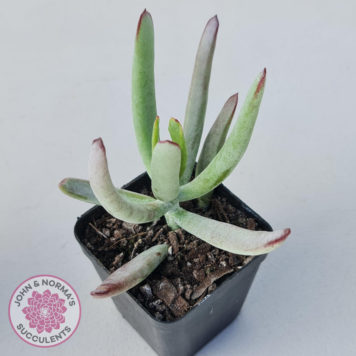 Cotyledon White Sprite