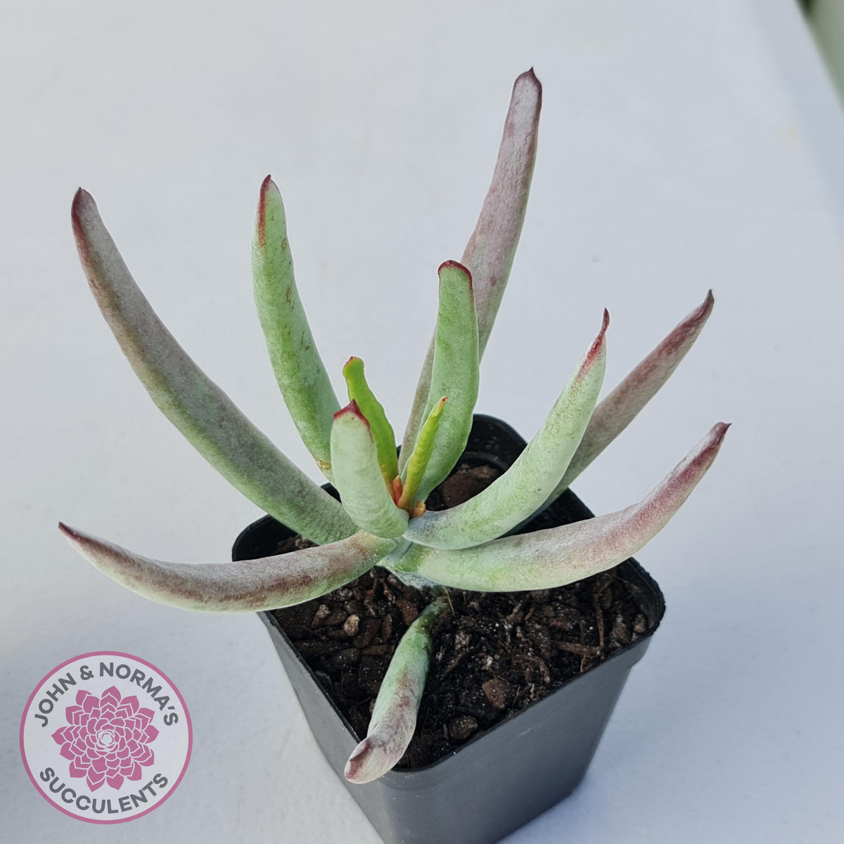 Cotyledon White Sprite