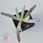 Cotyledon White Sprite