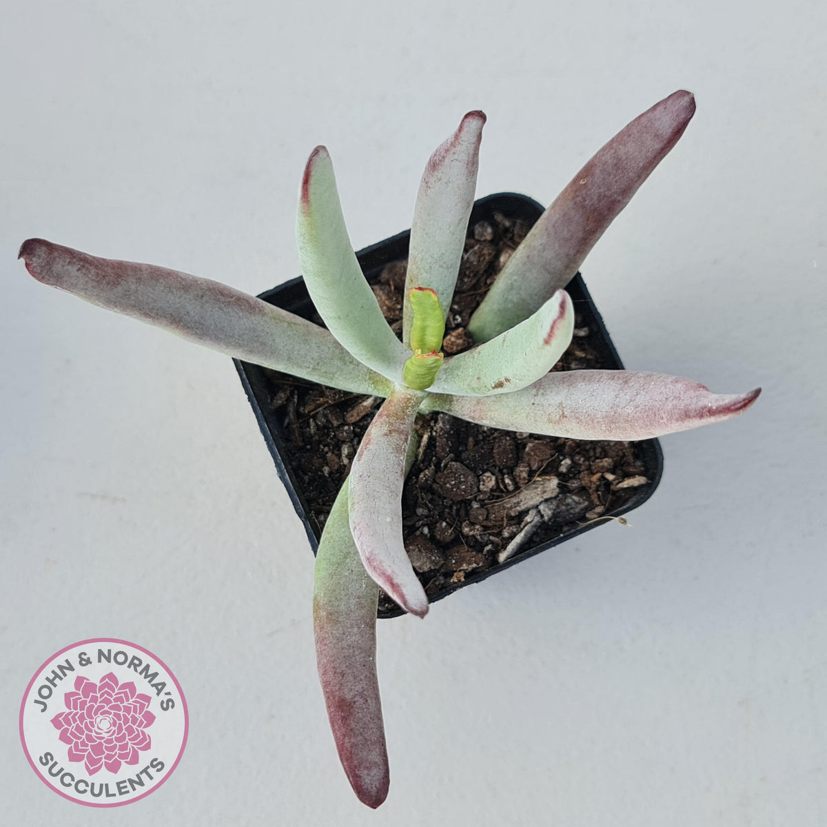 Cotyledon White Sprite
