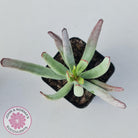 Cotyledon White Sprite