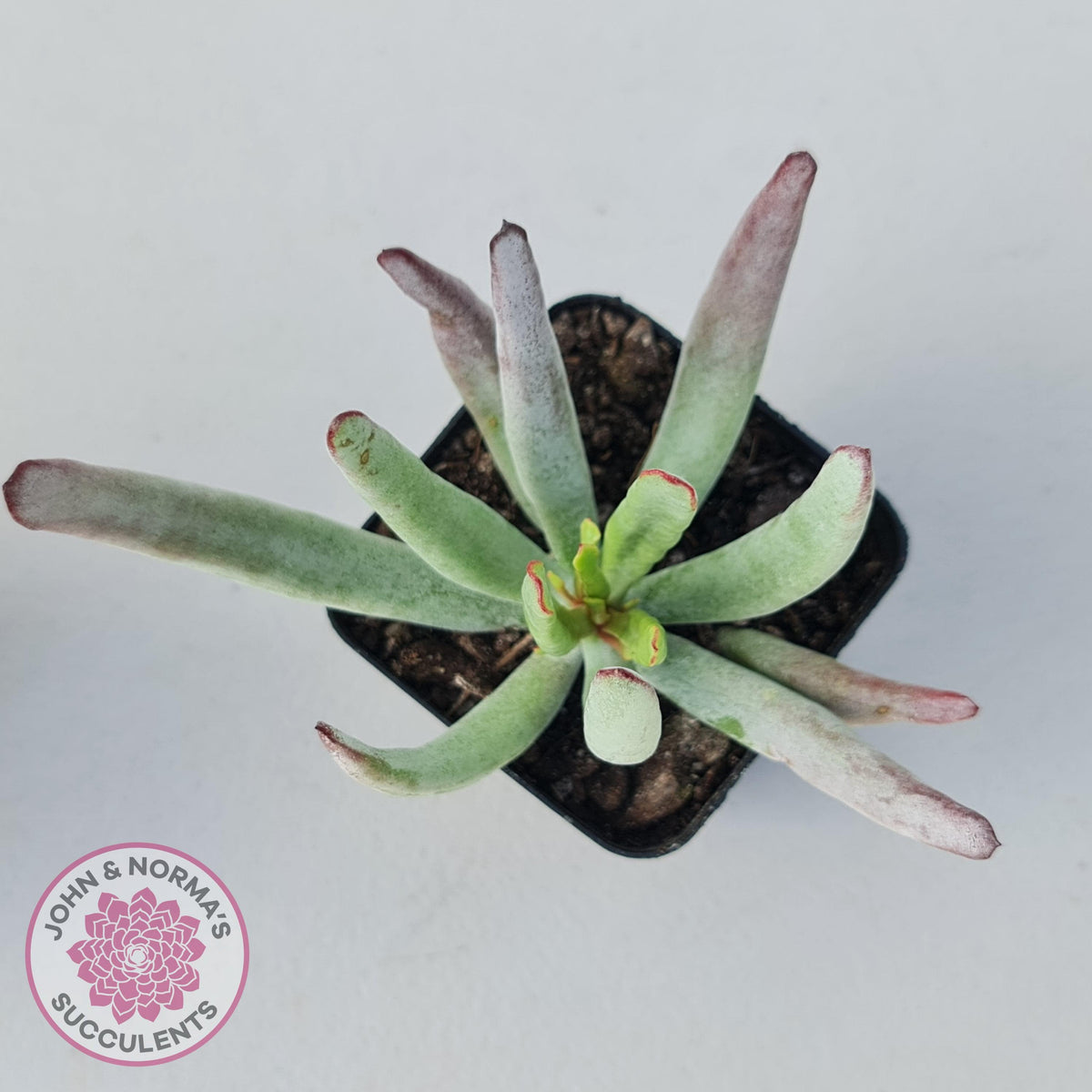 Cotyledon White Sprite