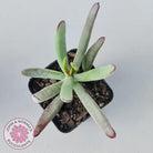 Cotyledon White Sprite