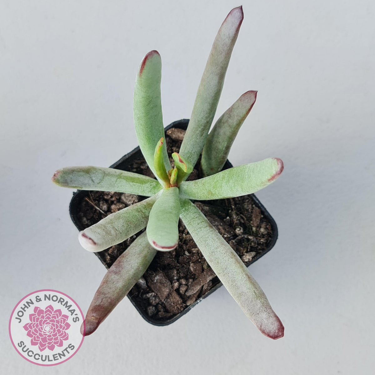 Cotyledon White Sprite