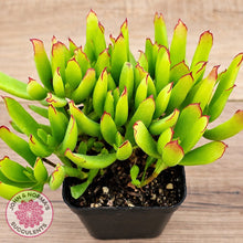 Load image into Gallery viewer, Cotyledon elisae (Large)
