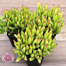 Load image into Gallery viewer, Cotyledon elisae (Large)
