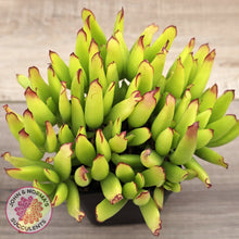 Load image into Gallery viewer, Cotyledon elisae (Large)
