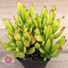 Load image into Gallery viewer, Cotyledon elisae (Large)
