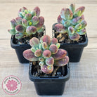 Cotyledon orbiculata Silk Variegata