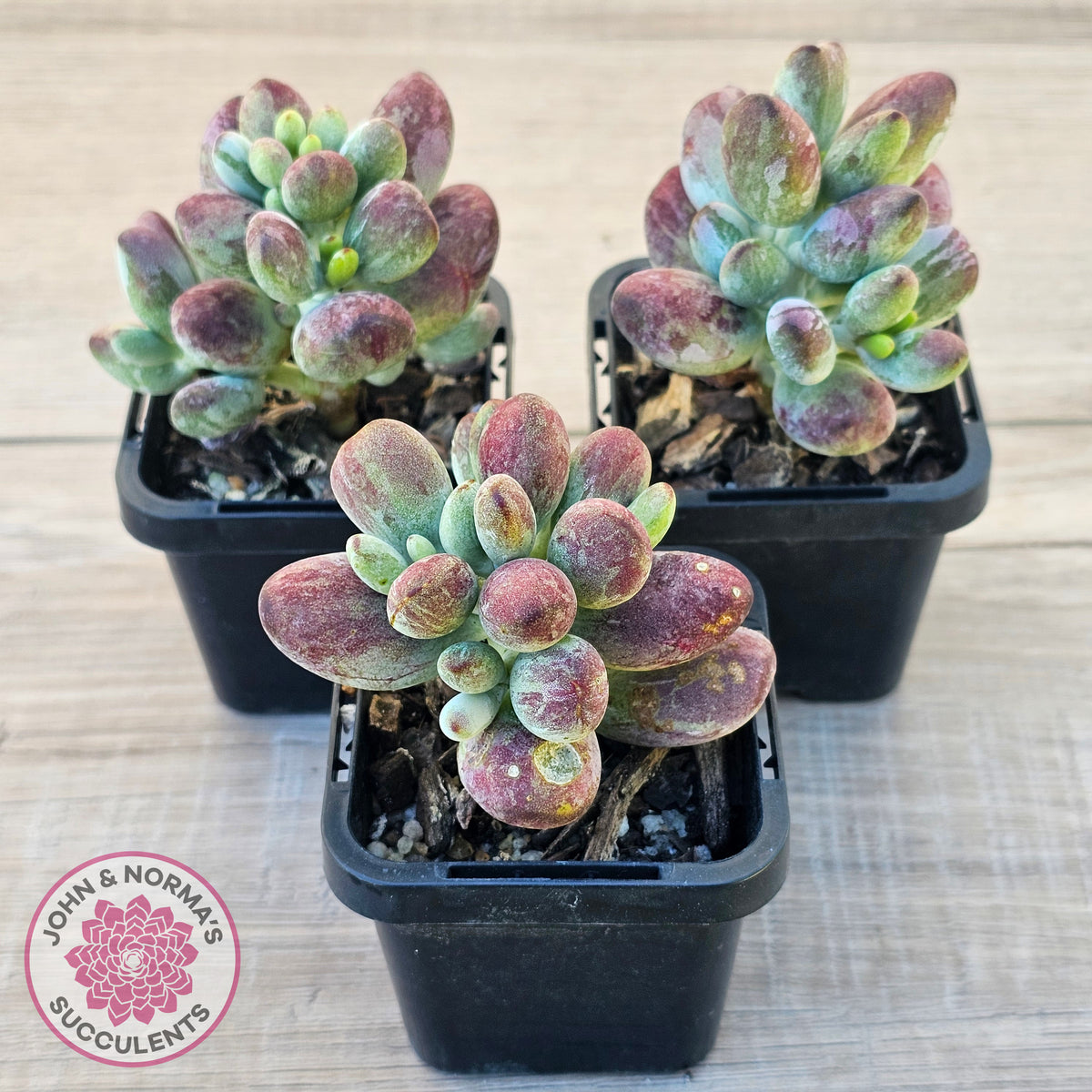 Cotyledon orbiculata Silk Variegata