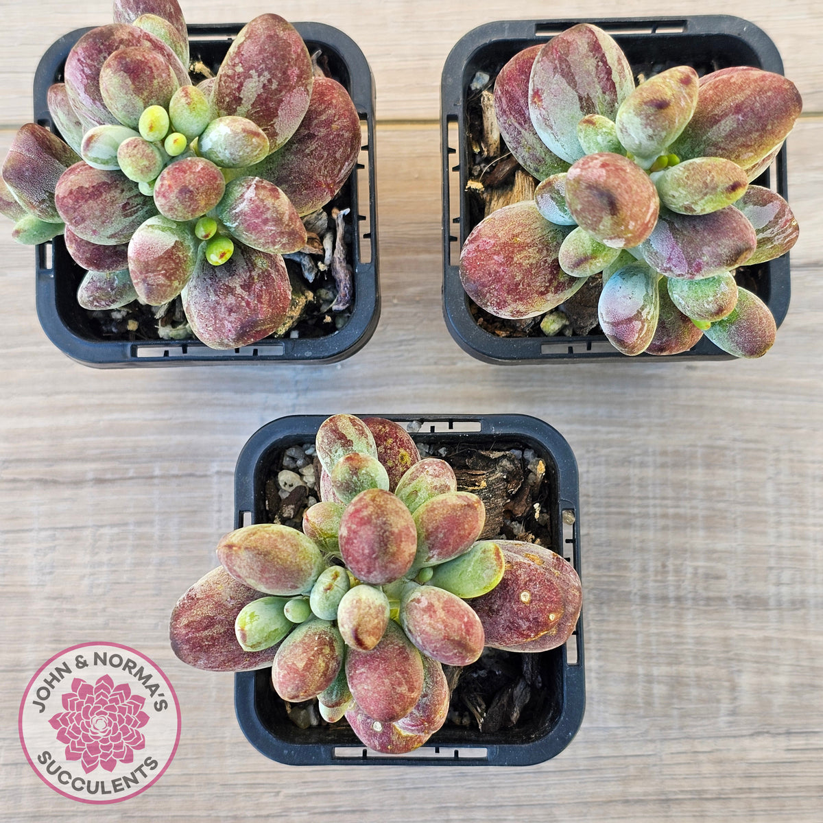 Cotyledon orbiculata Silk Variegata