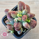Cotyledon orbiculata Silk Variegata