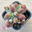 Cotyledon orbiculata Silk Variegata