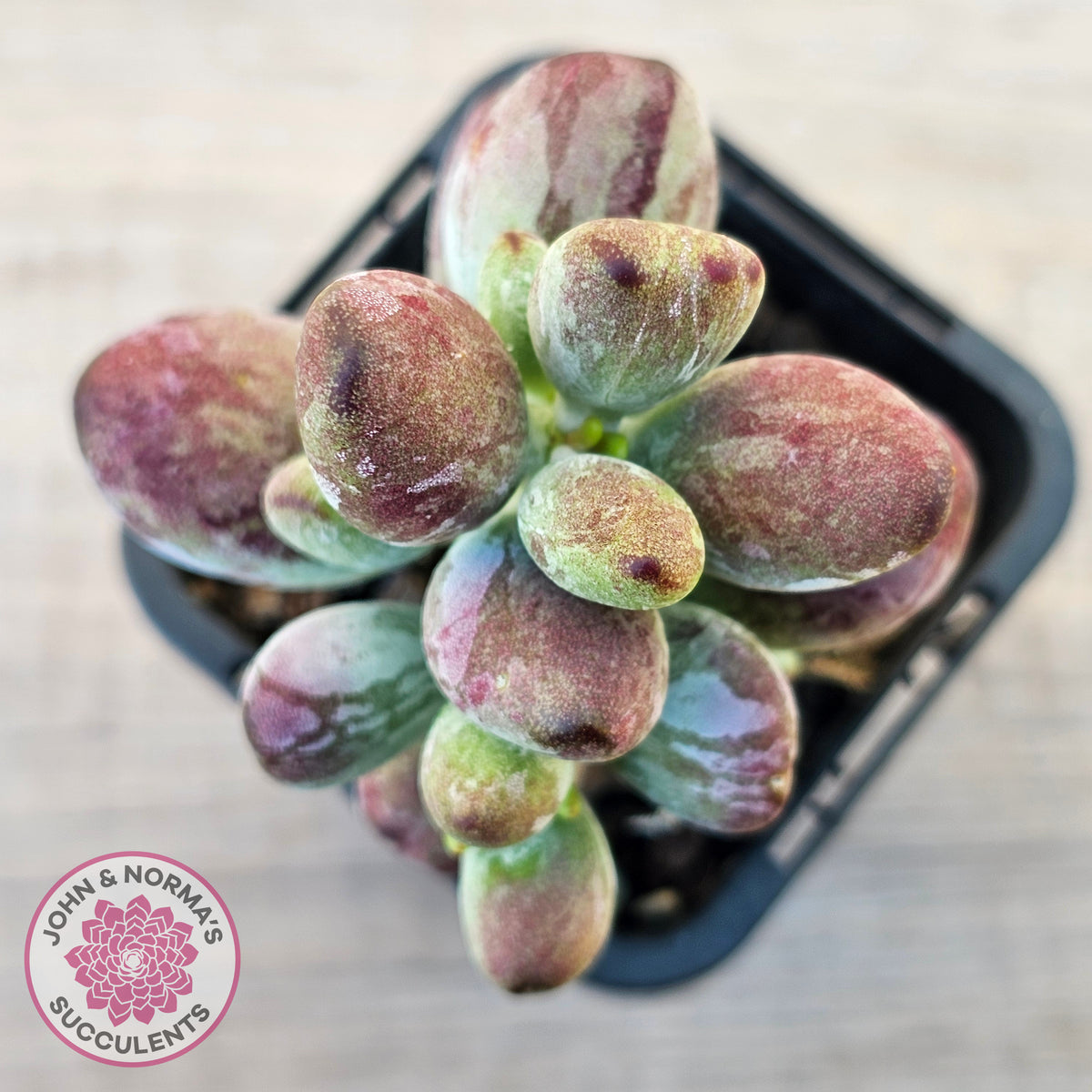 Cotyledon orbiculata Silk Variegata