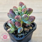 Cotyledon orbiculata Silk Variegata