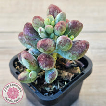 Load image into Gallery viewer, Cotyledon orbiculata Silk Variegata
