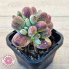 Cotyledon orbiculata Silk Variegata