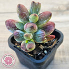 Cotyledon orbiculata Silk Variegata