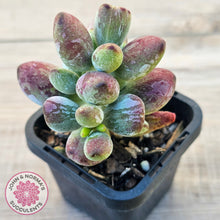 Load image into Gallery viewer, Cotyledon orbiculata Silk Variegata
