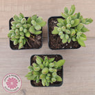 Cotyledon tomentosa ladismithiensis 'Kitten's Paws'