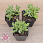 Cotyledon tomentosa ladismithiensis 'Kitten's Paws'