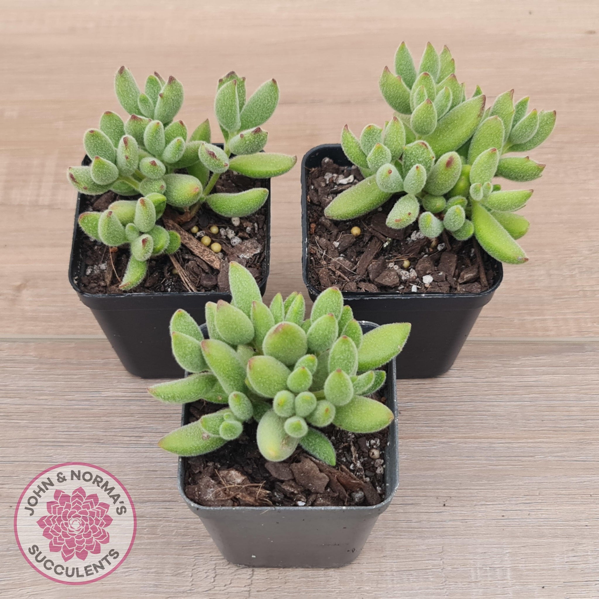 kitten paws succulent Buy Cotyledon tomentosa ladismithiensis 'Kitten's Paws' Australia