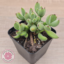 Load image into Gallery viewer, Cotyledon tomentosa ladismithiensis &#39;Kitten&#39;s Paws&#39; - John &amp; Norma&#39;s Succulents Australia
