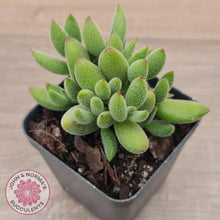 Load image into Gallery viewer, Cotyledon tomentosa ladismithiensis &#39;Kitten&#39;s Paws&#39; - John &amp; Norma&#39;s Succulents Australia
