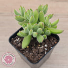 Cotyledon tomentosa ladismithiensis 'Kitten's Paws'