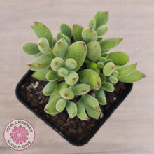 Load image into Gallery viewer, Cotyledon tomentosa ladismithiensis &#39;Kitten&#39;s Paws&#39; - John &amp; Norma&#39;s Succulents Australia
