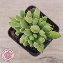 Load image into Gallery viewer, Cotyledon tomentosa ladismithiensis &#39;Kitten&#39;s Paws&#39; - John &amp; Norma&#39;s Succulents Australia
