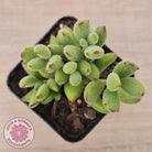 Cotyledon tomentosa ladismithiensis 'Kitten's Paws'