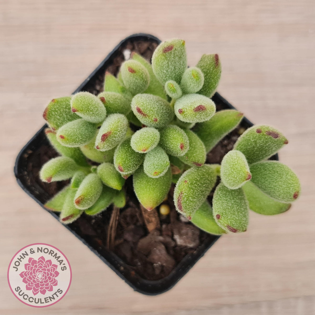 Cotyledon tomentosa ladismithiensis 'Kitten's Paws'