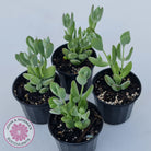 Cotyledon woodii - Silver form