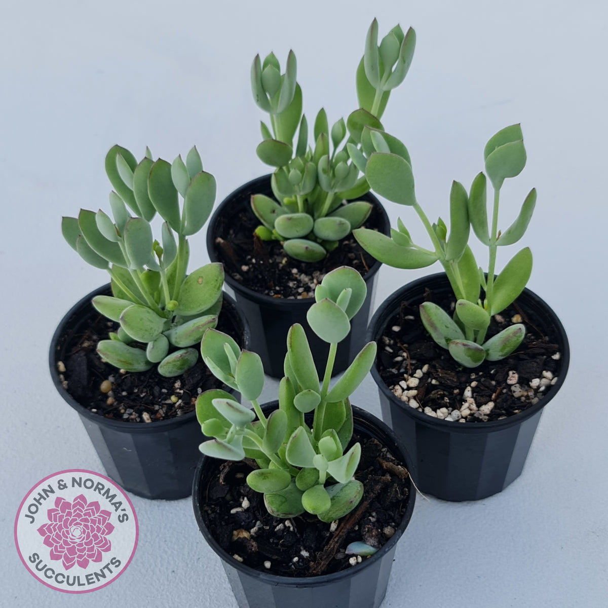 Cotyledon woodii - Silver form
