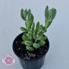 Cotyledon woodii - Silver form