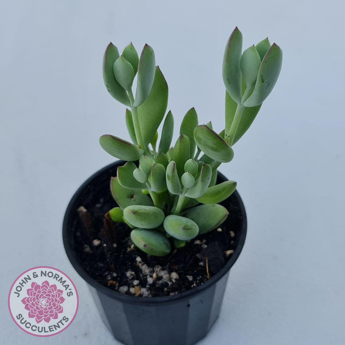 Cotyledon woodii - Silver form