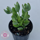 Cotyledon woodii - Silver form