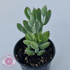 Cotyledon woodii - Silver form