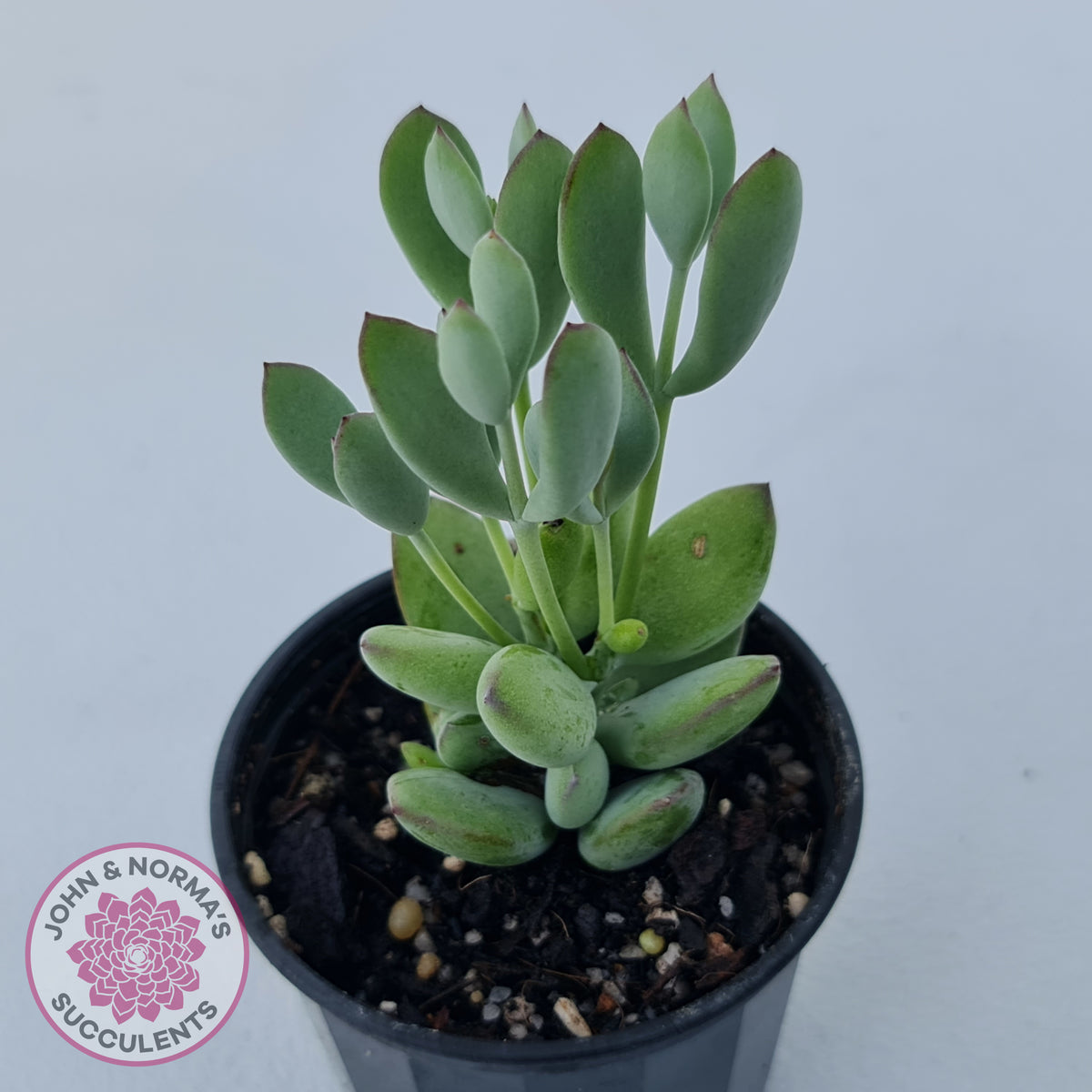 Cotyledon woodii - Silver form
