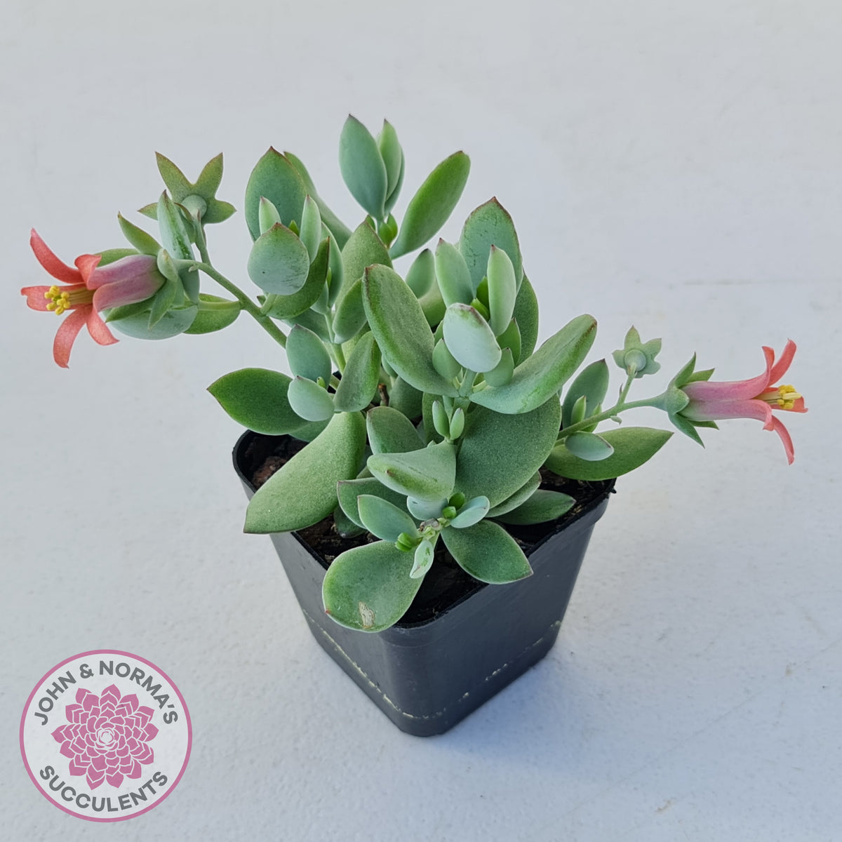 Cotyledon woodii - Silver form