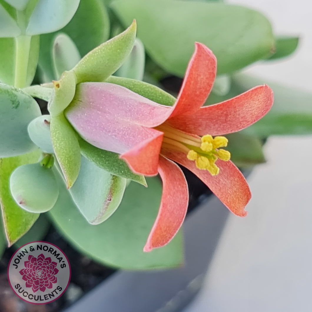 Cotyledon woodii - Silver form