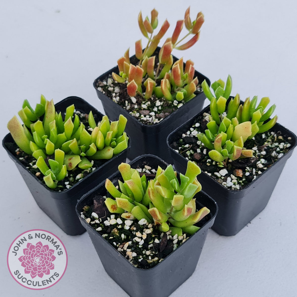 Cotyledon Papillaris 'String Form'